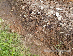 Kora Kora pod skalniak