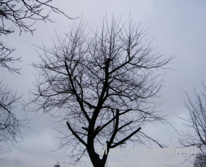 Przycinana wiśnia Prace ogrodowe: częściowo przycięta wiśnia