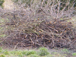 Gałęzie Prace ogrodowe: gałęzie ułożone w jednym miejscu