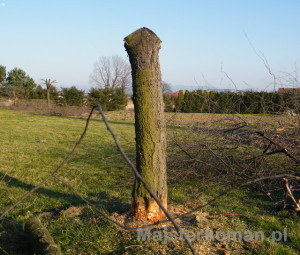 Pień wiśni Jak ścinać drzewa: pien pozostały po wstępnym cięciu