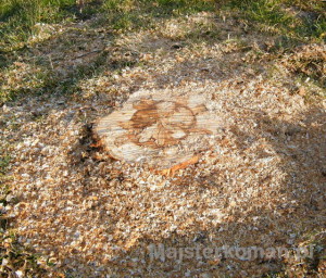 Pniak drzewa Pniak wiśni