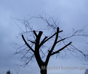 Wiśnia po cięciu Jak przycinać drzewa: przycięta korona