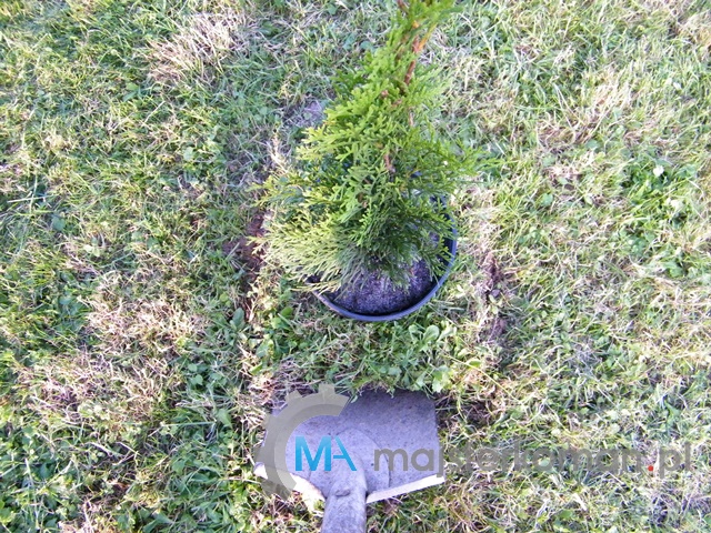 Kopanie dołka Kopanie dołka na krzew