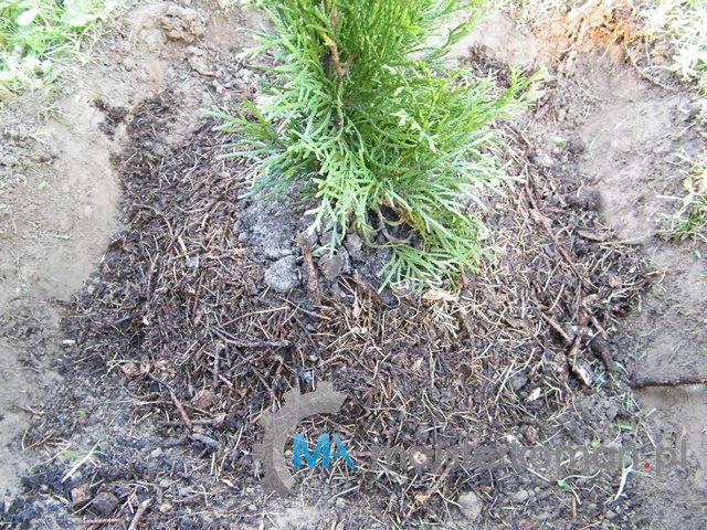 Obsypane korzenie kompostem Obsypka kompostem wsadzanych iglaków