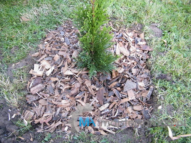 Wierzchnia warstwa - kora Jak sadzić tuje jako żywopłot - ściółka z kory