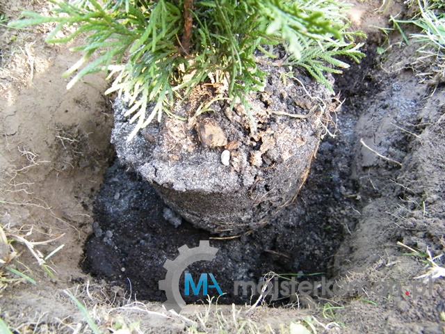 Torf na spodzie Sadzenie tui - torf spód